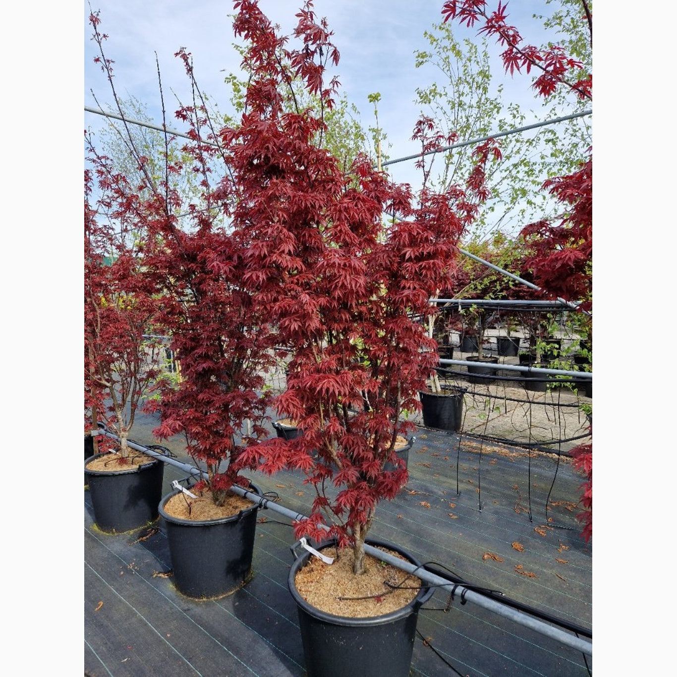 Japansk lönn – Acer pal. 'Skeeter's Broom' - C70 175-200 CM